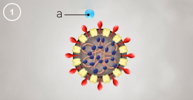 Panasonic nanoe™ X, Viruspartikel, Abbildung 1