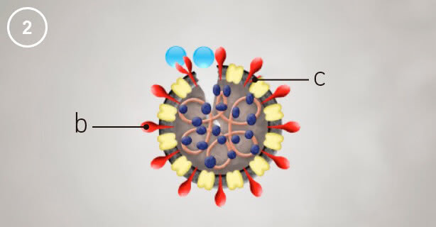 Panasonic nanoe™ X, Viruspartikel, Abbildung 2