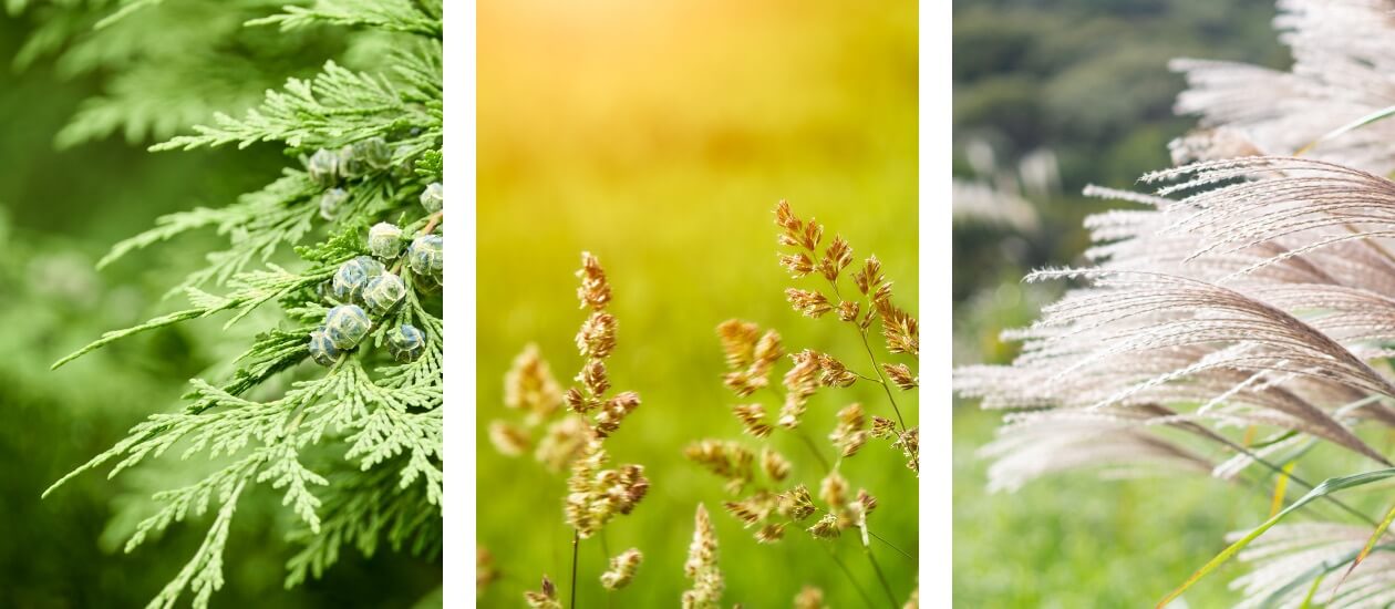 Panasonic nanoe™ X, Gegen Pollen, Arten von Pollen, die nanoe™ X hemmen kann