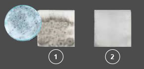 Panasonic nanoe™ X, Gegen Schimmelsporen, Foto: Cladosporium