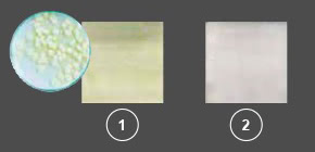 Panasonic nanoe™ X, Gegen Schimmelsporen, Foto: Penicillium