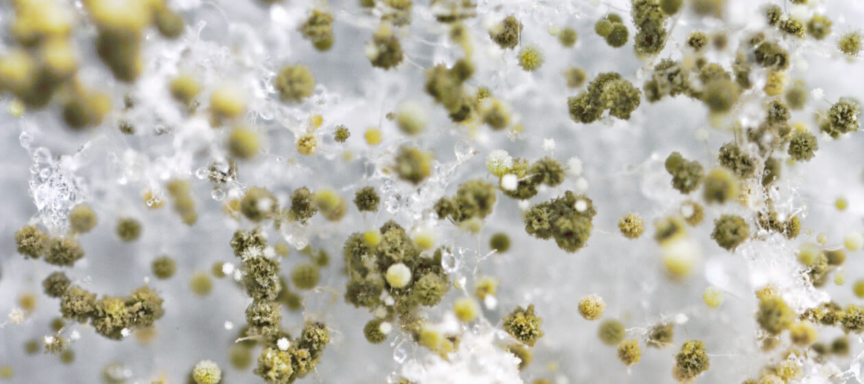 Panasonic nanoe™ X, Gegen Schimmelsporen